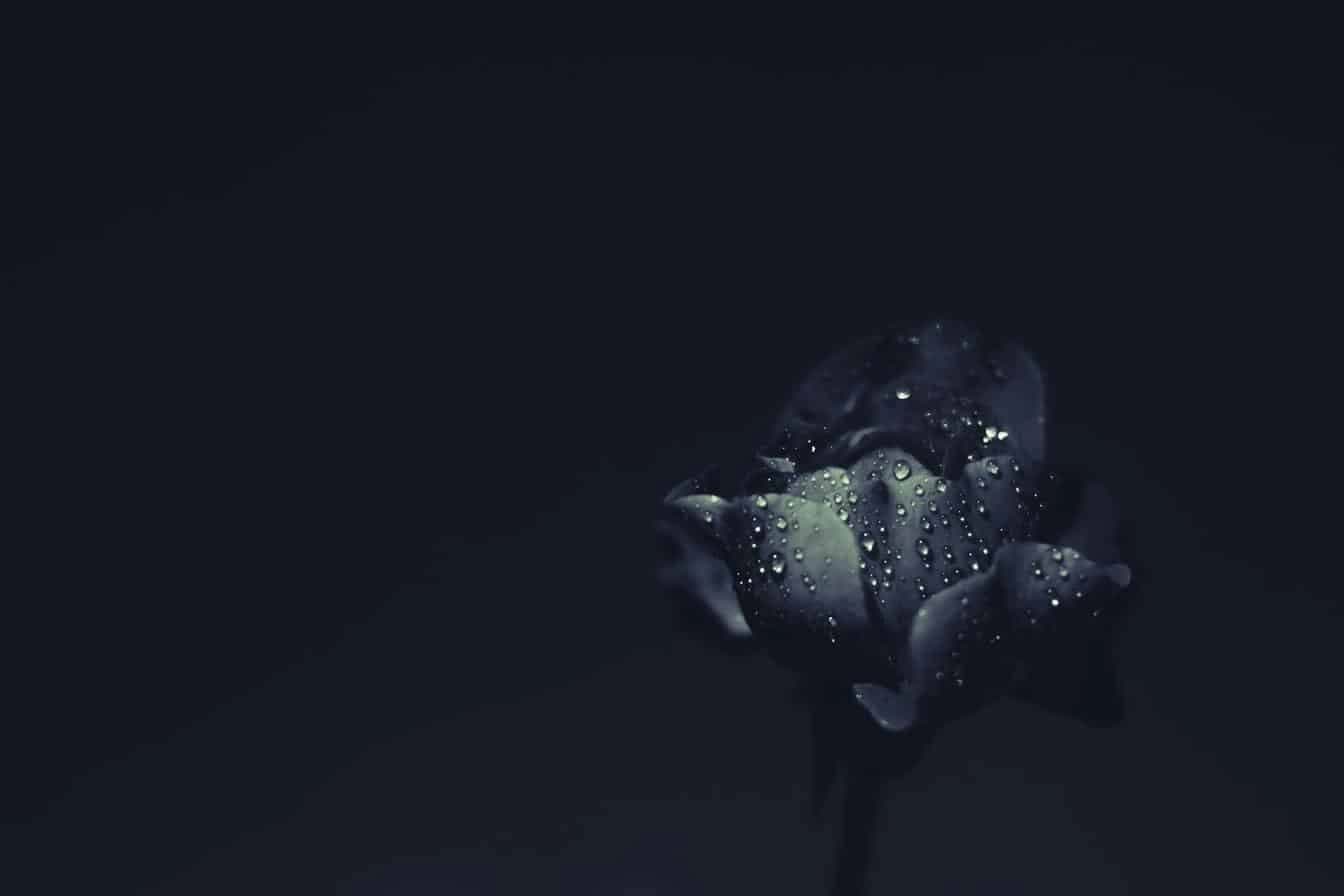 Close-up of a dark rose covered in water droplets symbolising depth, values, and resilience.
