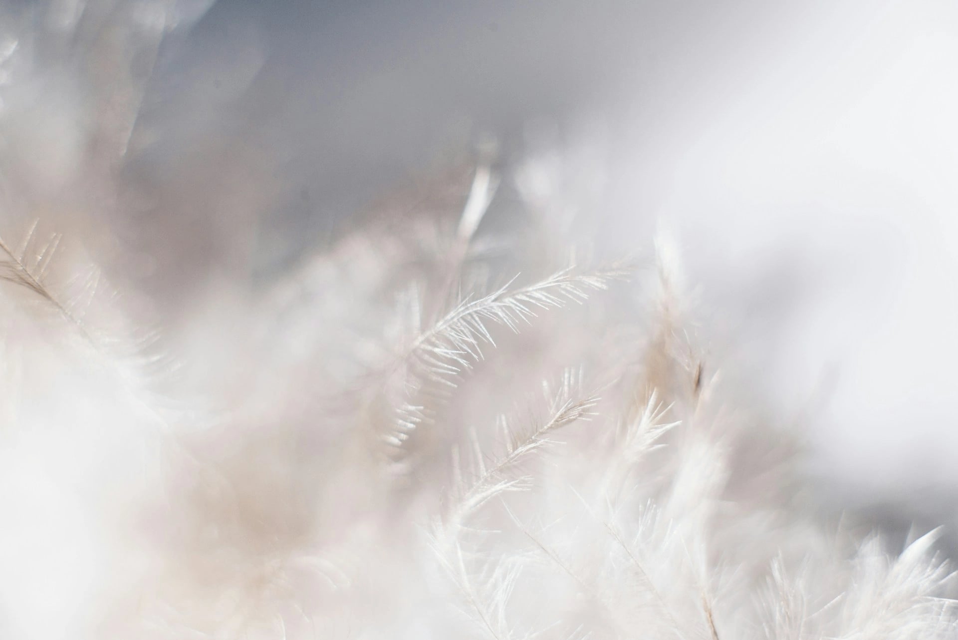 A close-up photograph of fine white feathers with a soft, dreamy background in pale tones.