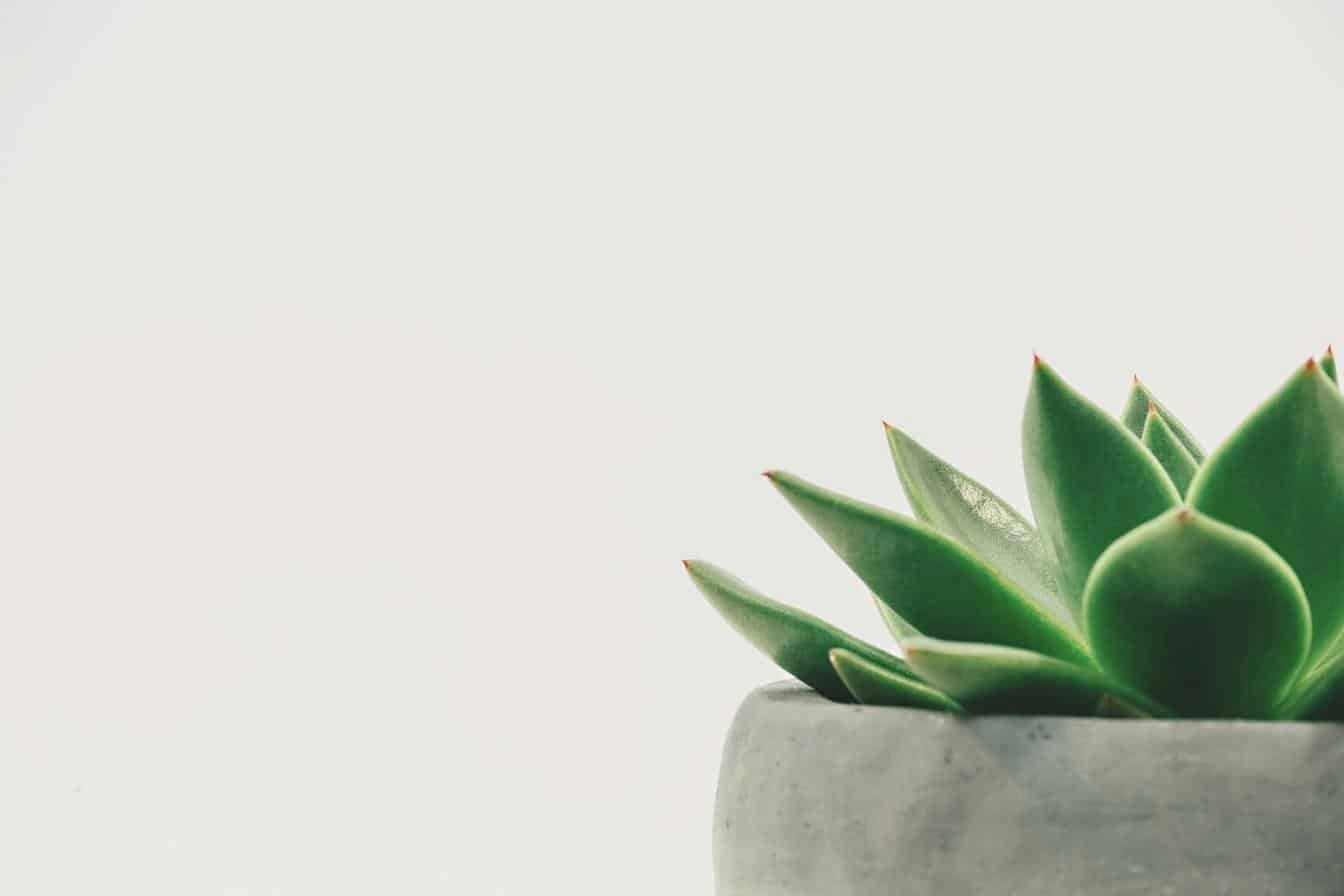 Close-up of a green succulent plant in a grey pot symbolising sustainable business growth.