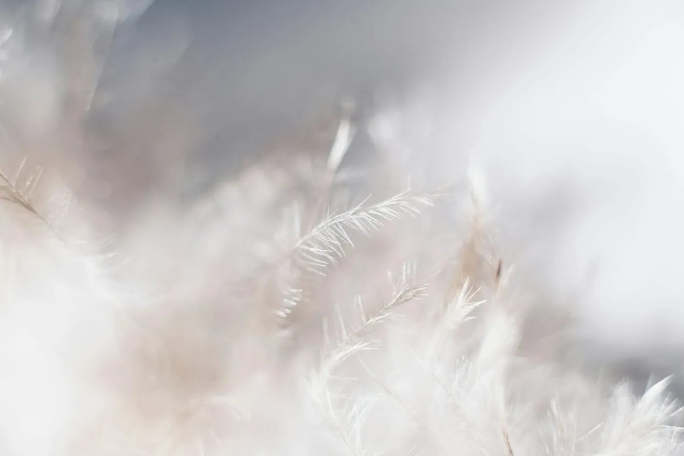 A close-up photograph of fine white feathers with a soft, dreamy background in pale tones.